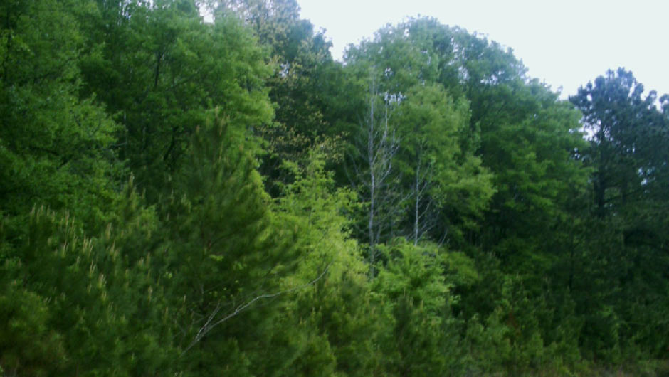 Texas: Geography -- Piney Woods