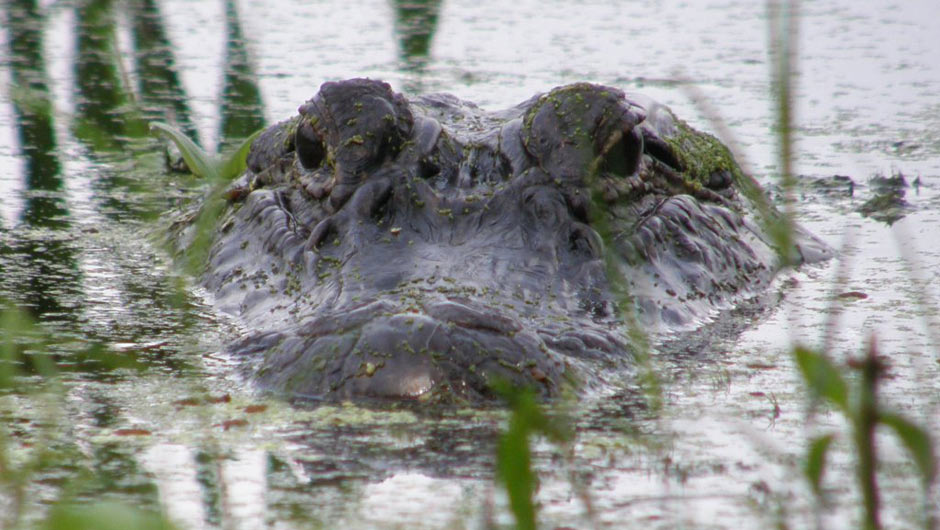 Texas: Geography -- Coastal Swamp